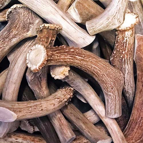 Antler Chews - Whitetail Deer Antler