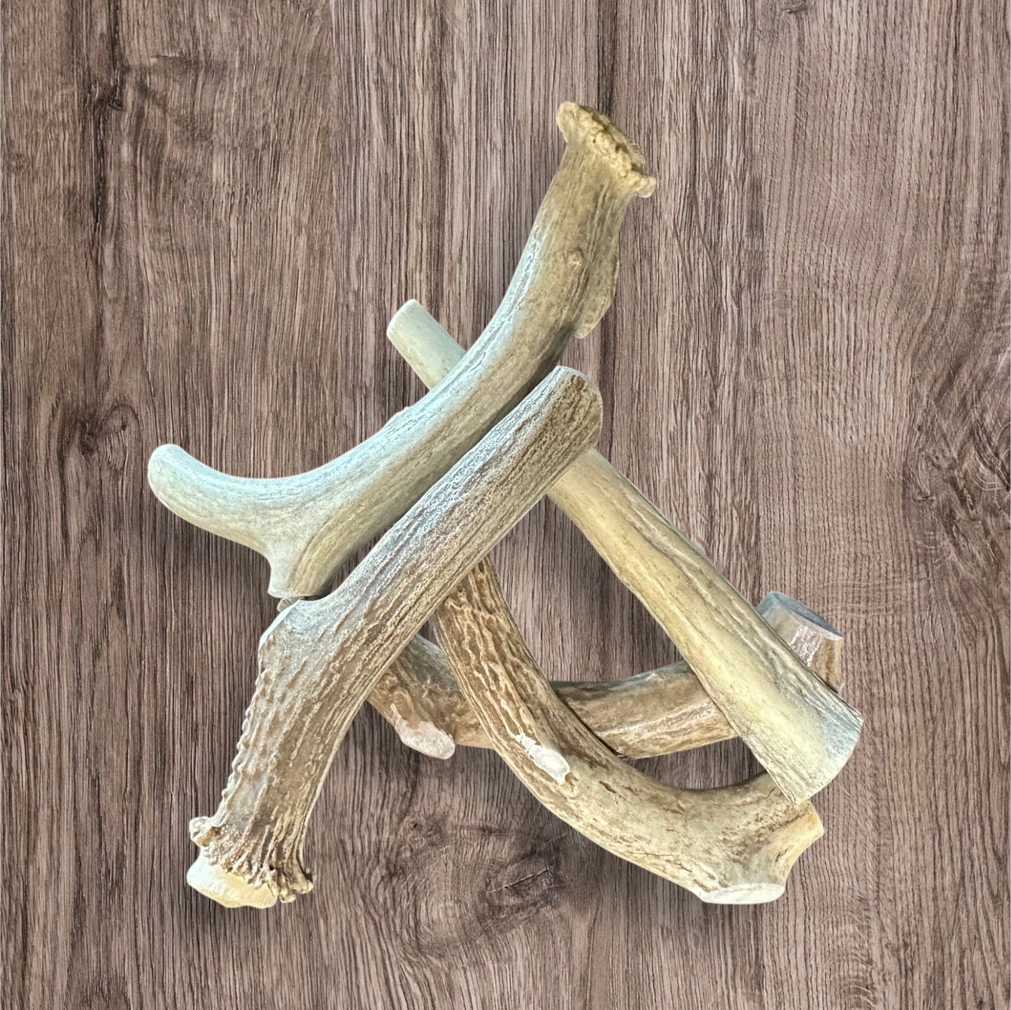 Antler Chews - Whitetail Deer Antler