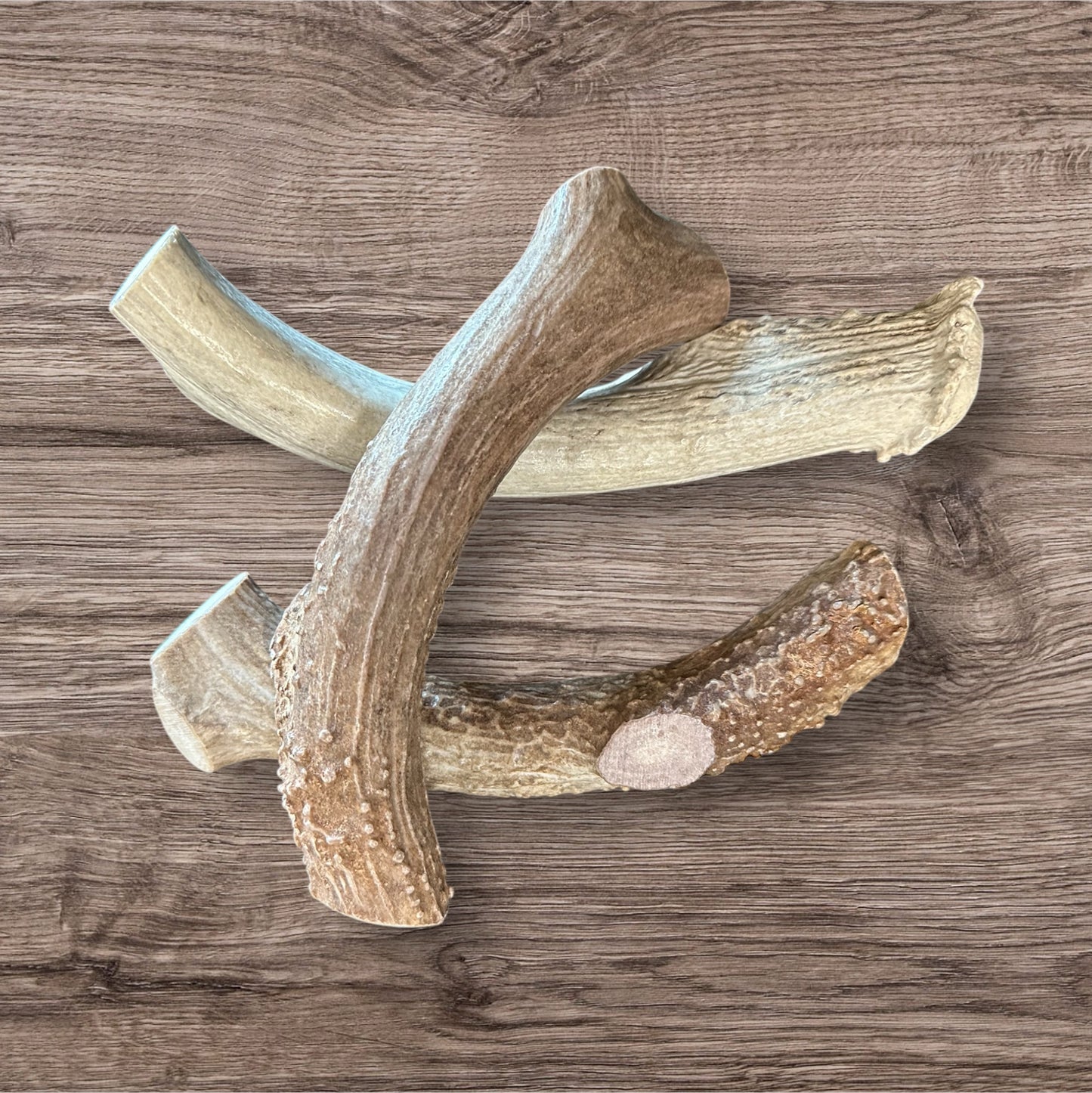 Antler Chews - Whitetail Deer Antler