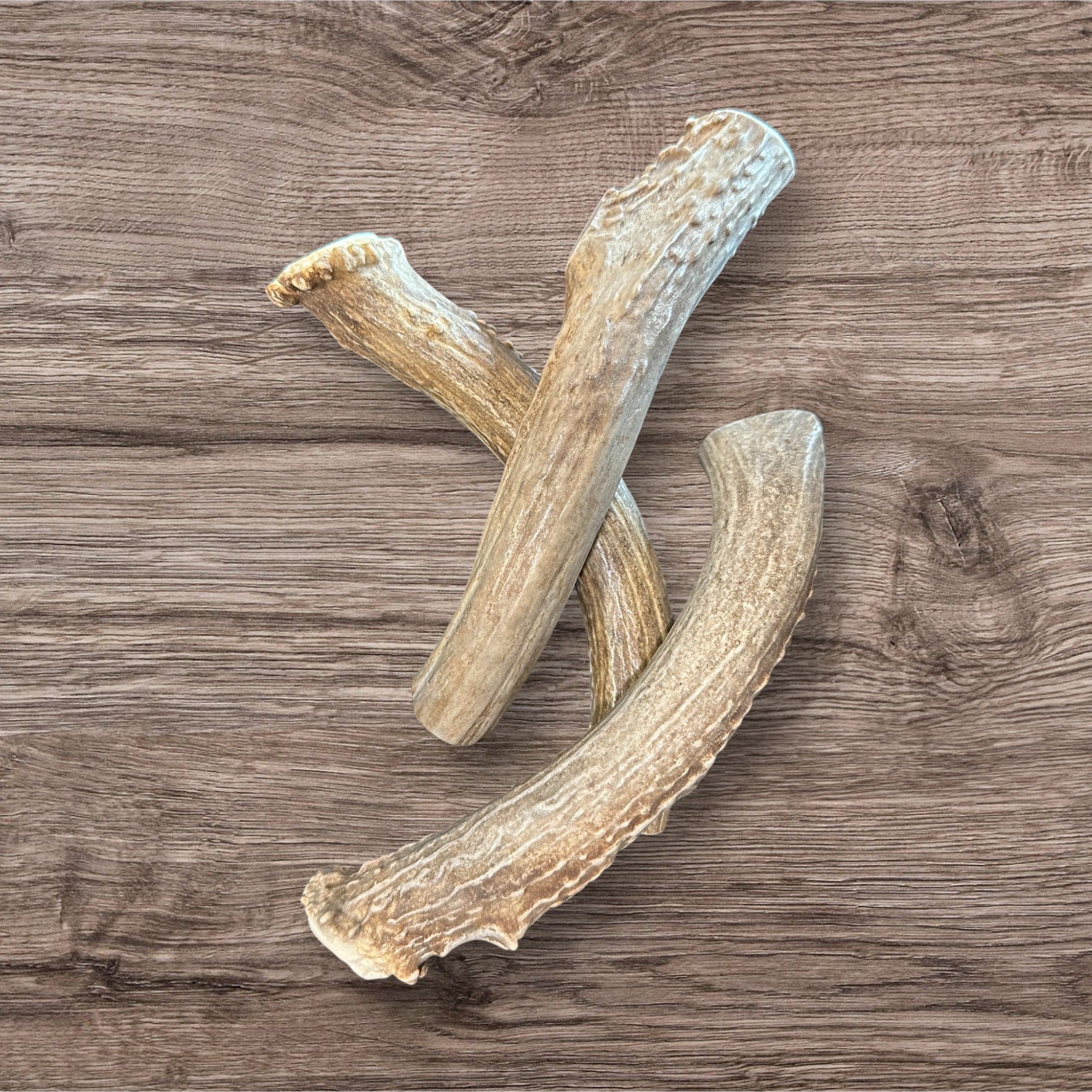 Antler Chews - Whitetail Deer Antler – Buffalo Freeze Dry