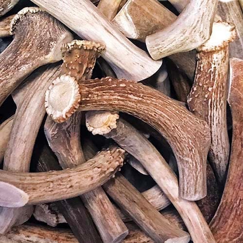 Buffalo Freeze Dry Whitetail Deer Antler chews displayed on a wooden surface, showcasing their natural texture and shape.