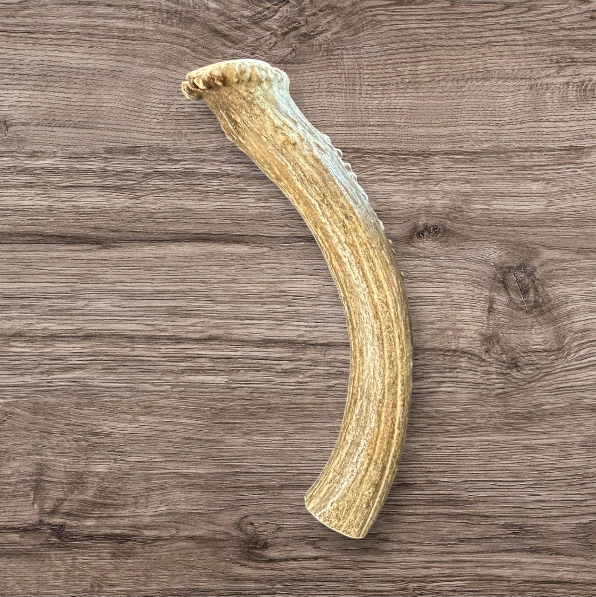 Buffalo Freeze Dry Whitetail Deer Antler Chews, medium size, featuring natural texture and rich brown color.